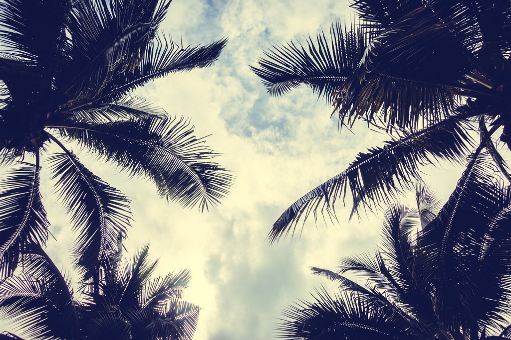 Palm tree on sky with copy space - Vintage Filter